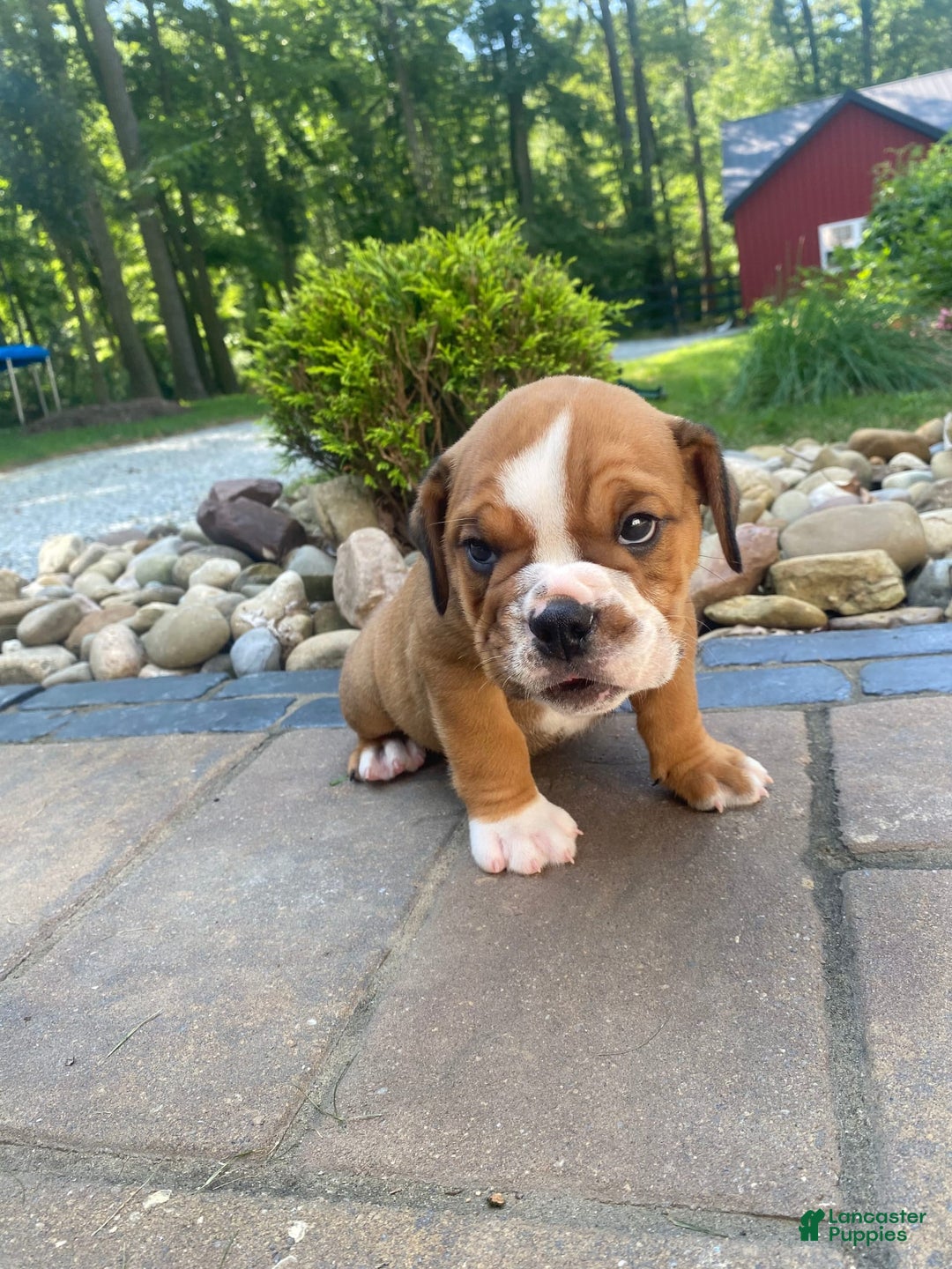 English Bulldog dogs for sale: Dale - Image 4