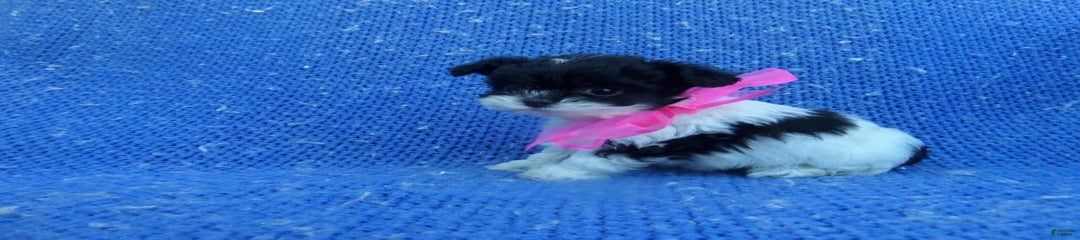 Molly