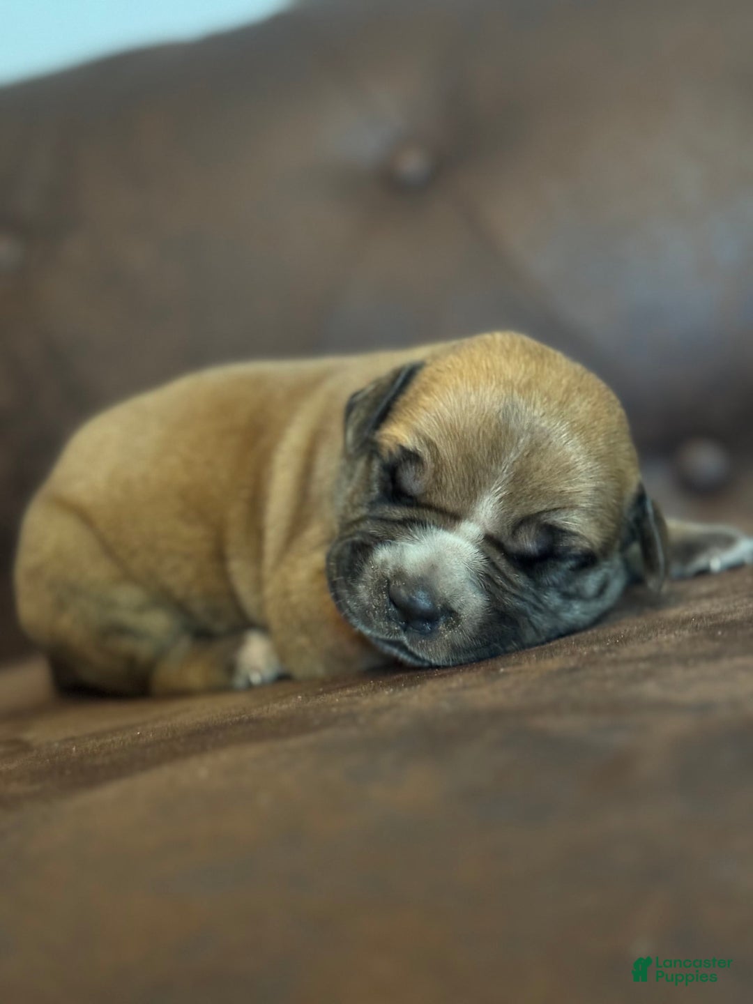 South African Boerboels dogs for sale: Rhino - Image 3