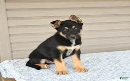 Gerberian Shepsky dogs for sale: Jack - Image 3