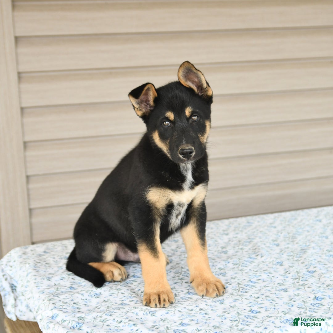 Gerberian Shepsky dogs for sale: Jack - Image 3