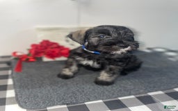 Miniature Schnauzer dogs for sale: Samson - Image 1