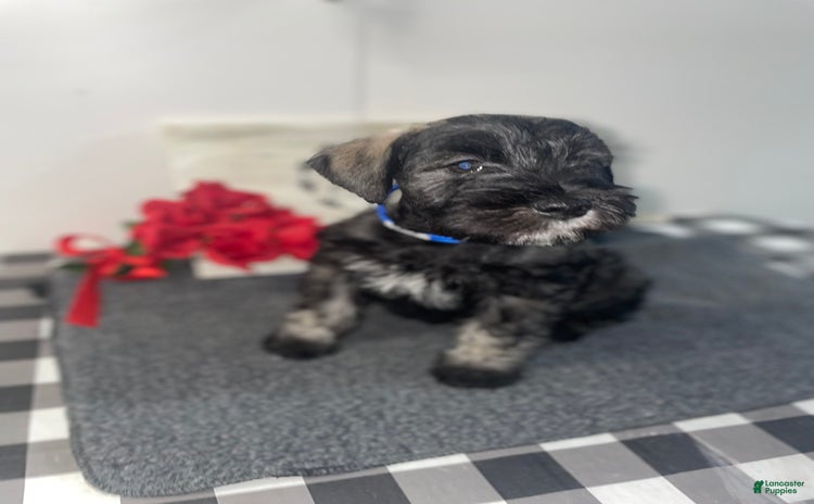 Miniature Schnauzer dogs for sale - Ad 1