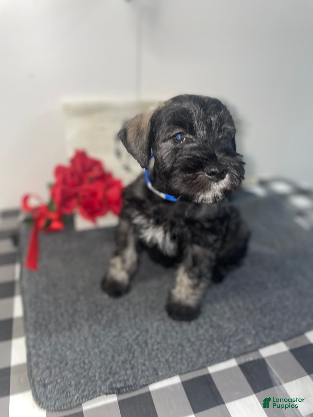 Miniature Schnauzer dogs for sale: Samson - Image 1