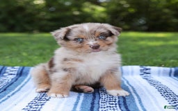 Australian Shepherd dogs for sale: Mikey - Image 16