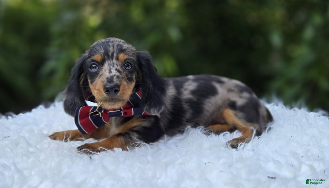 Miniature Dachshund dogs for sale: Albert - Image 9