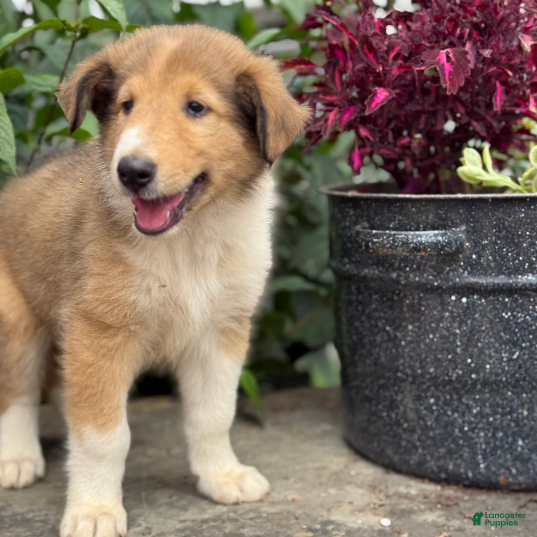 Collie dogs for sale: Amora - Image 1