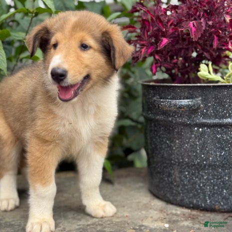 Collie dogs for sale - Ad 1