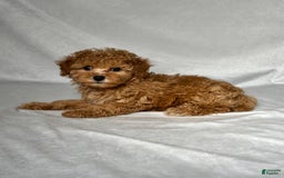 Miniature Poodle dogs for sale: Oscar - Image 3