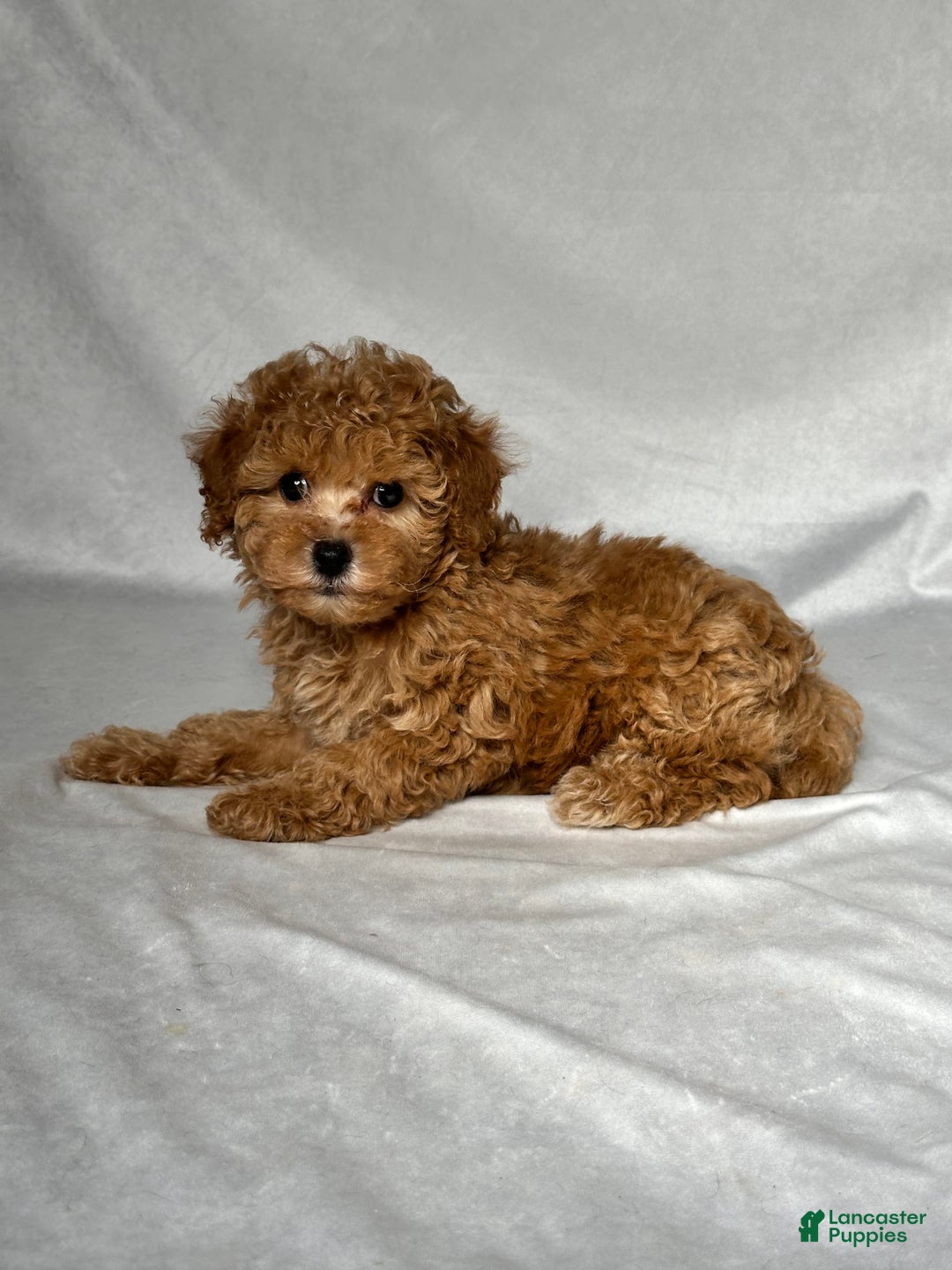 Miniature Poodle dogs for sale: Oscar - Image 3