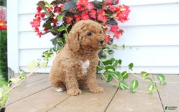 Mini Goldendoodle dogs for sale: Karson - Image 4