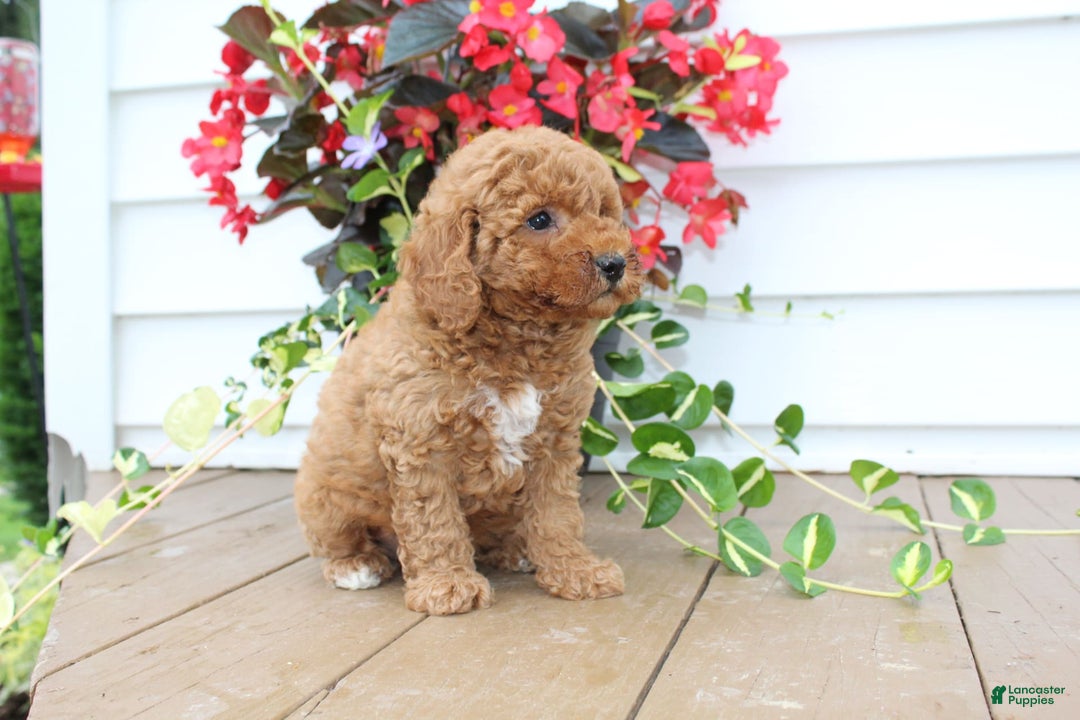Mini Goldendoodle dogs for sale: Karson - Image 4
