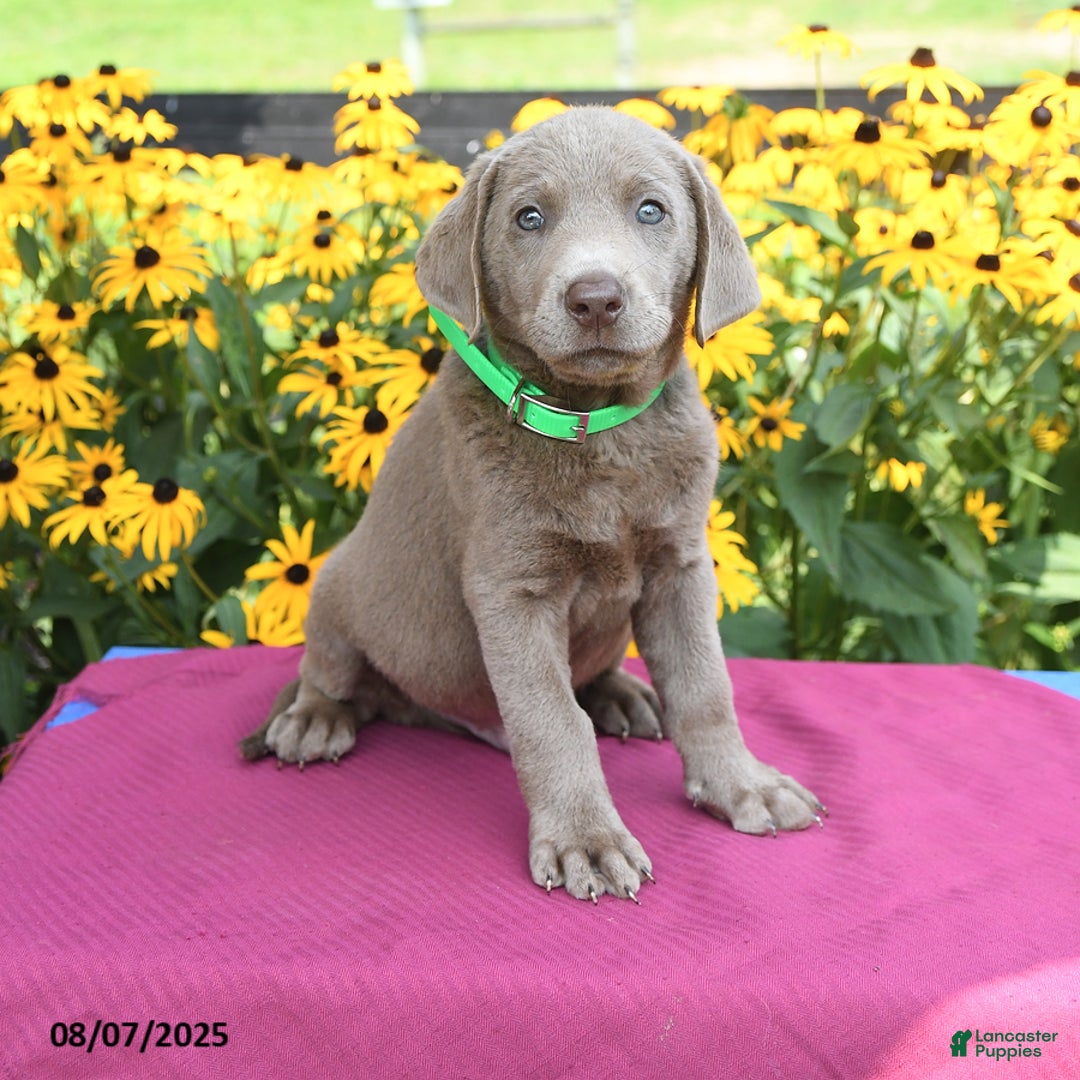 Labrador Retriever dogs for sale: Cody - Image 5