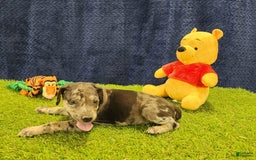 Catahoula Leopard Dog dogs for sale: Duchess 2025 Female 6 - Image 21