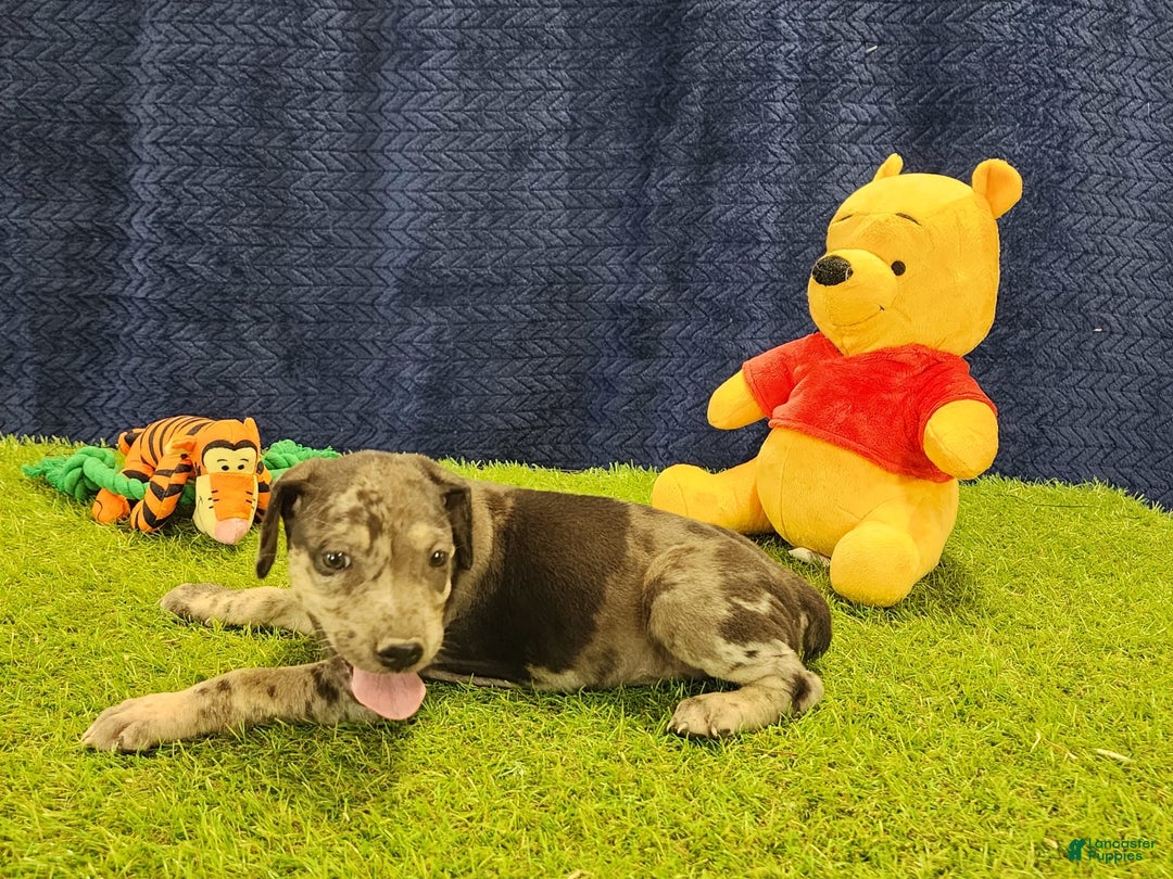 Catahoula Leopard Dog dogs for sale: Duchess 2025 Female 6 - Image 21