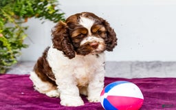 Cocker Spaniel dogs for sale: Chester - Image 9