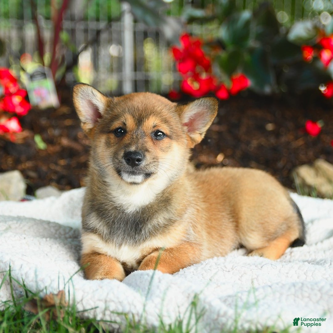 Shiba Inu dogs for sale: Honey - Image 2