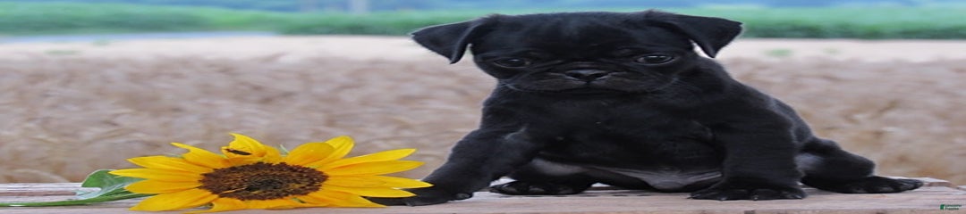 Ashur