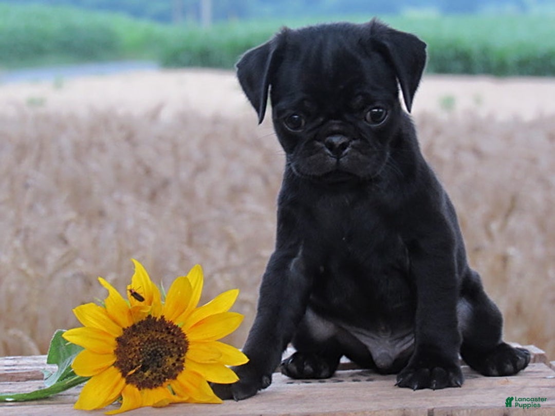 Pug dogs for sale: Ashur - Image 3