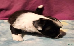 Chihuahua dogs for sale: Mani - Image 12