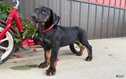 Doberman Pinscher dogs for sale: Max - Image 6