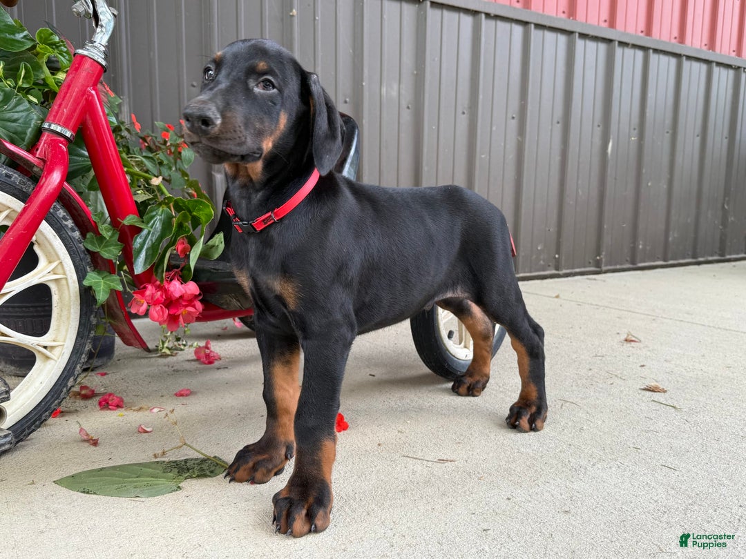 Doberman Pinscher dogs for sale: Max - Image 6