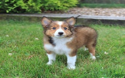 Shetland Sheepdog dogs for sale: Ripper - Image 2