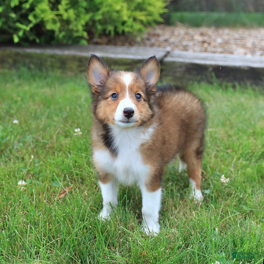 Shetland Sheepdog dogs for sale: Ripper - Image 2