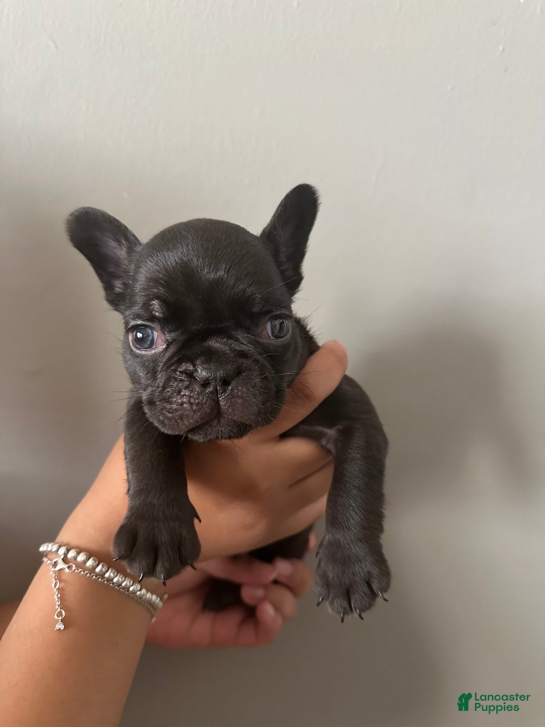 French Bulldog dogs for sale: Max - Image 10