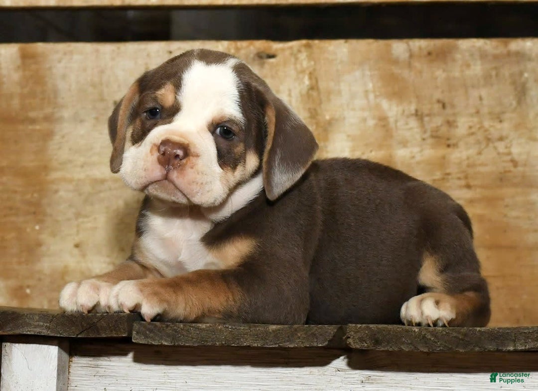 Beabull dogs for sale: Sandy - Image 8