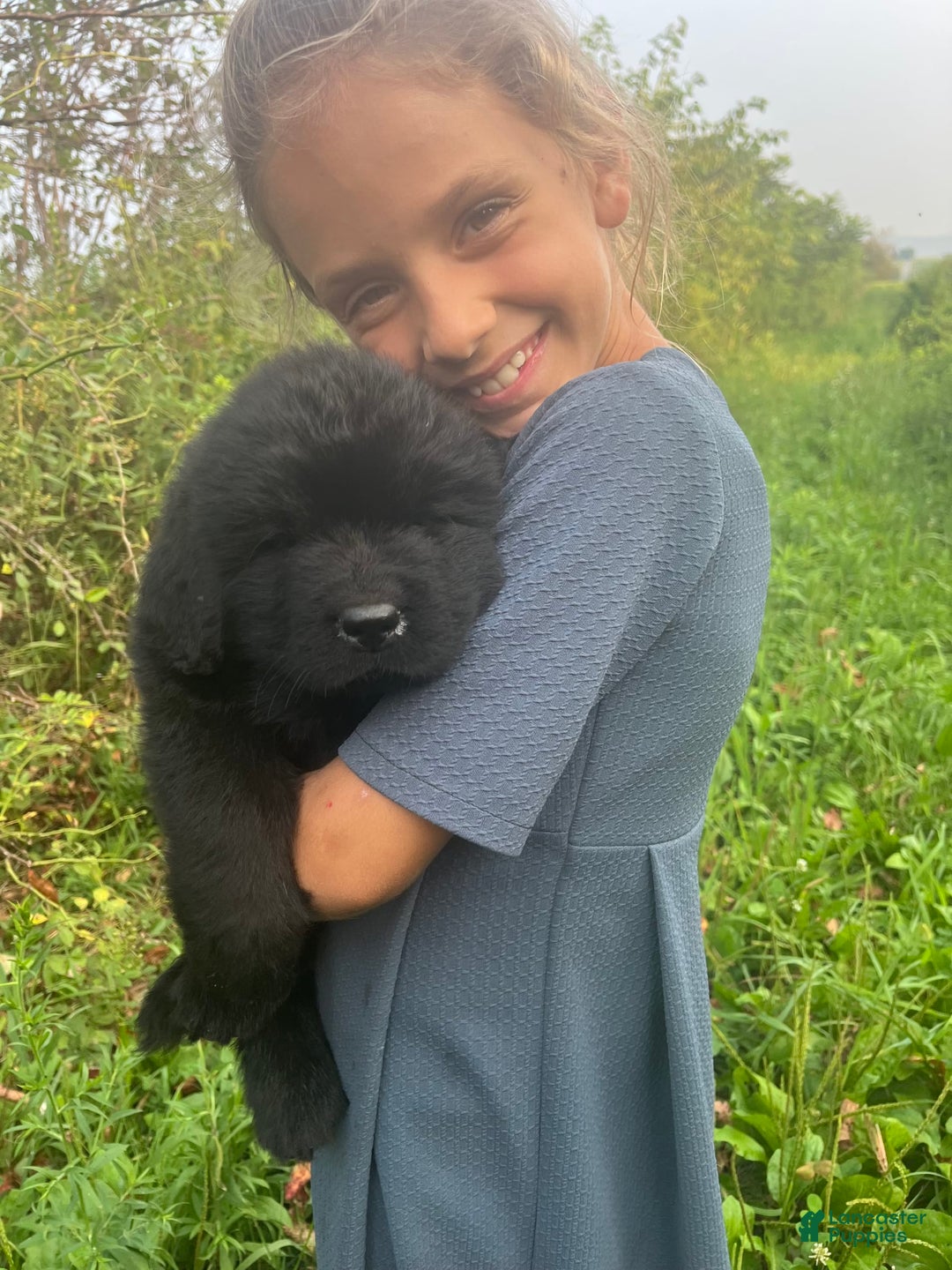 Newfoundland dogs for sale: Duke - Image 4