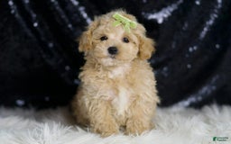 Maltipoo dogs for sale: Muffin - Image 4