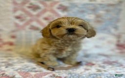 Maltipoo dogs for sale: Britney - Image 2