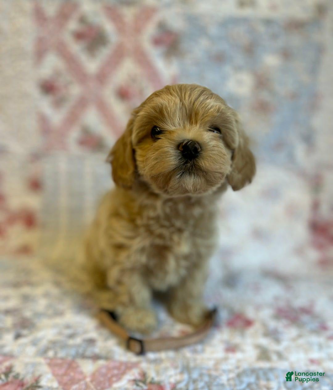 Maltipoo dogs for sale: Britney - Image 2