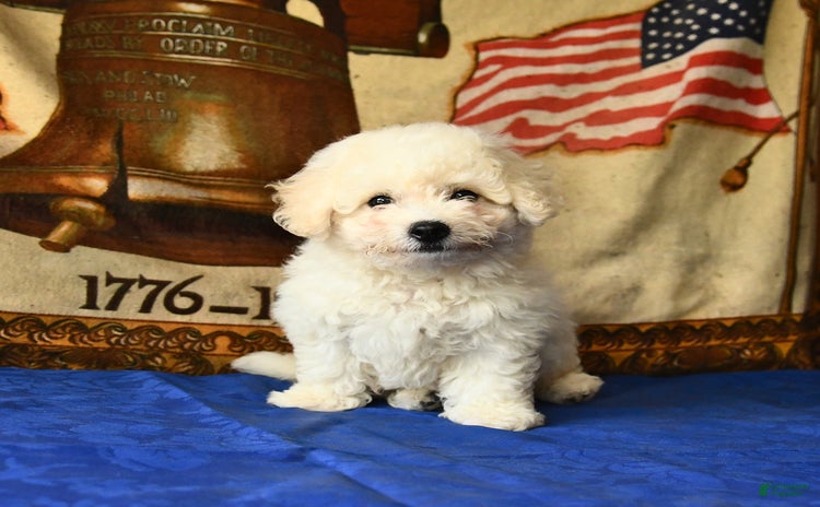 Bichon Frise dogs for sale - Ad 1