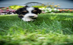 Bernedoodle dogs for sale: Ranger - Image 1