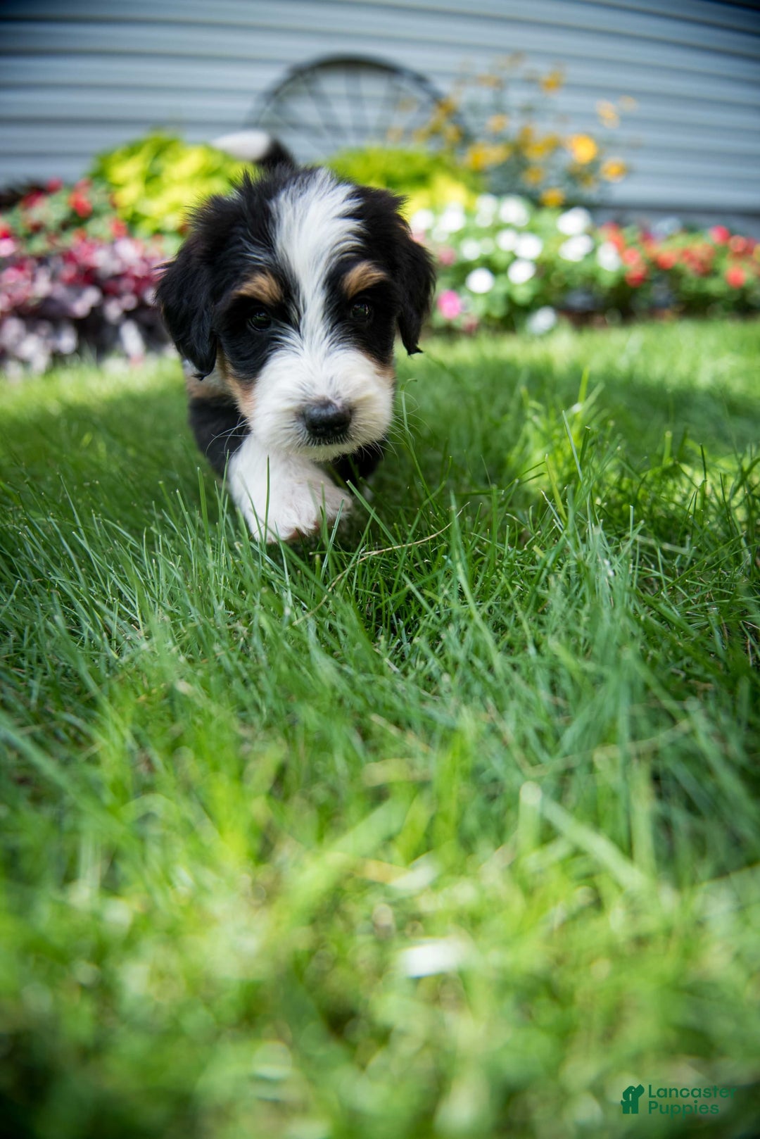 Bernedoodle dogs for sale: Ranger - Image 1