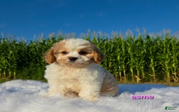 Cavapoo dogs for sale: Cavapoo 2 puppies - Image 2