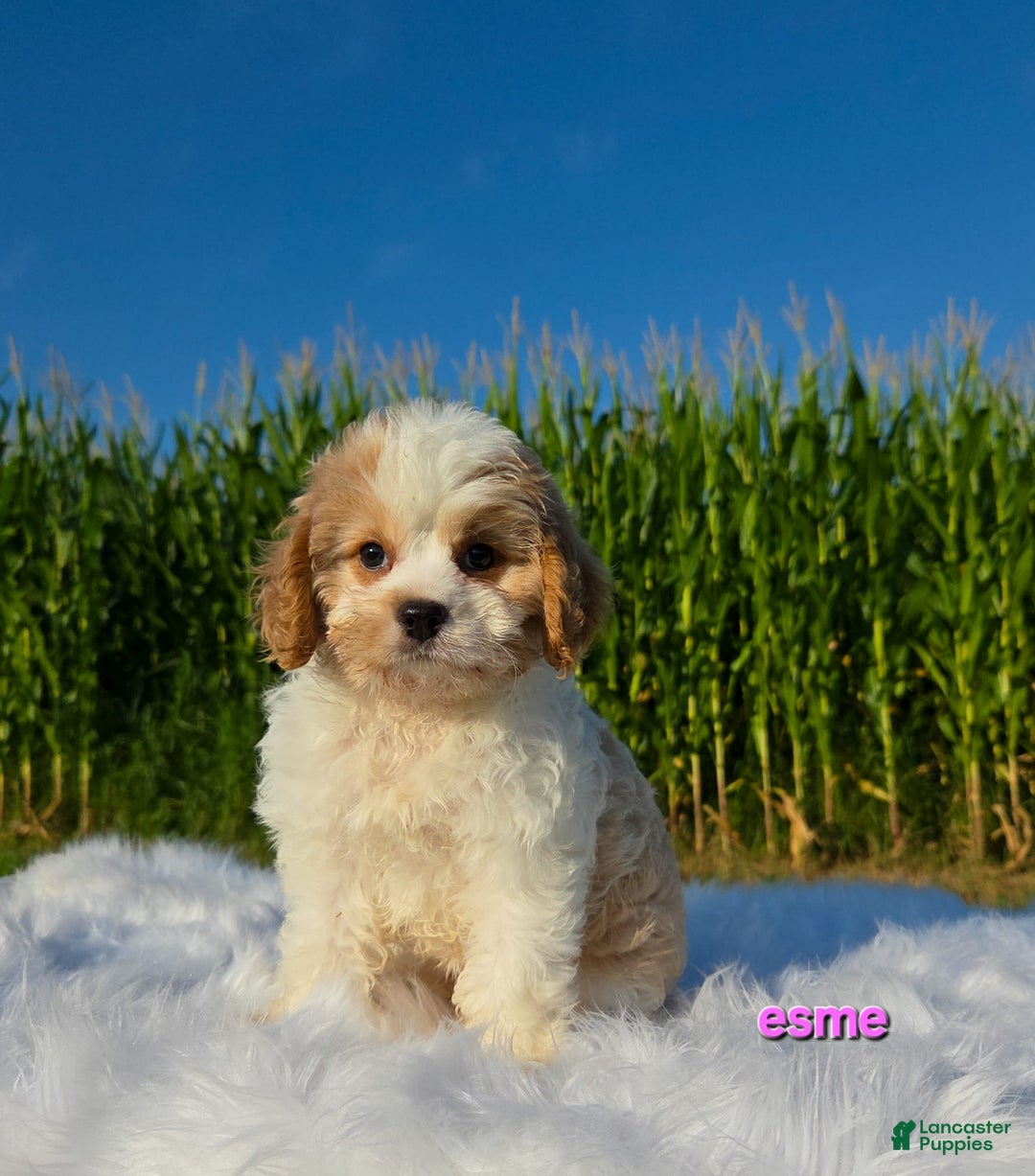 Cavapoo dogs for sale: Cavapoo 2 puppies - Image 2