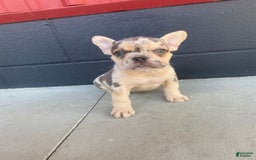 French Bulldog dogs for sale: Zookie - Image 6
