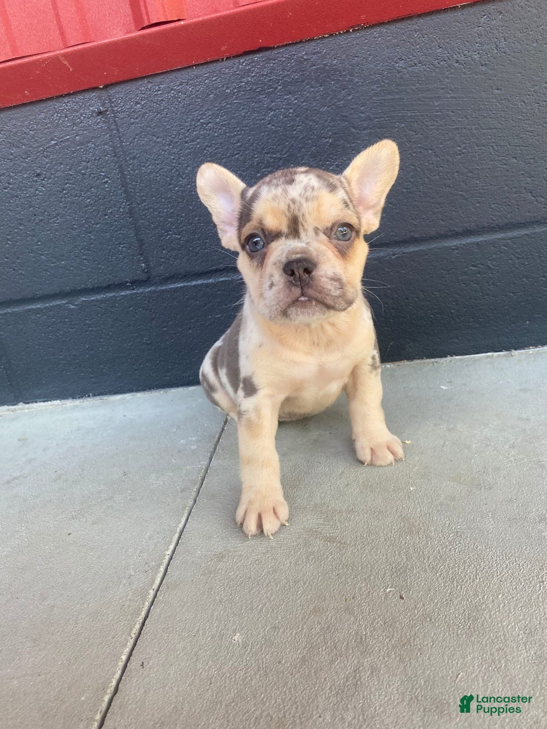 French Bulldog dogs for sale: Zookie - Image 6