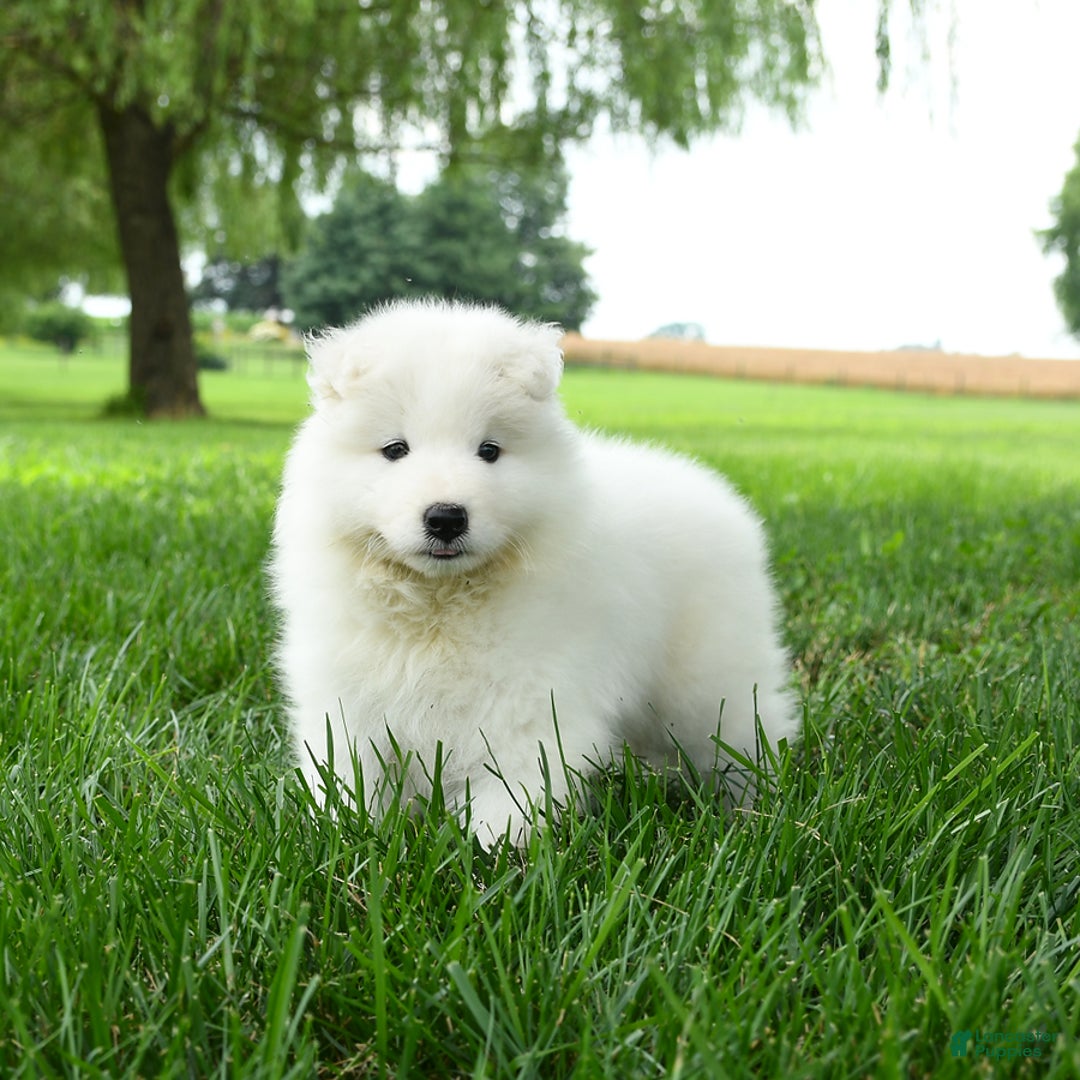 Samoyed dogs for sale: Goldie - Image 2