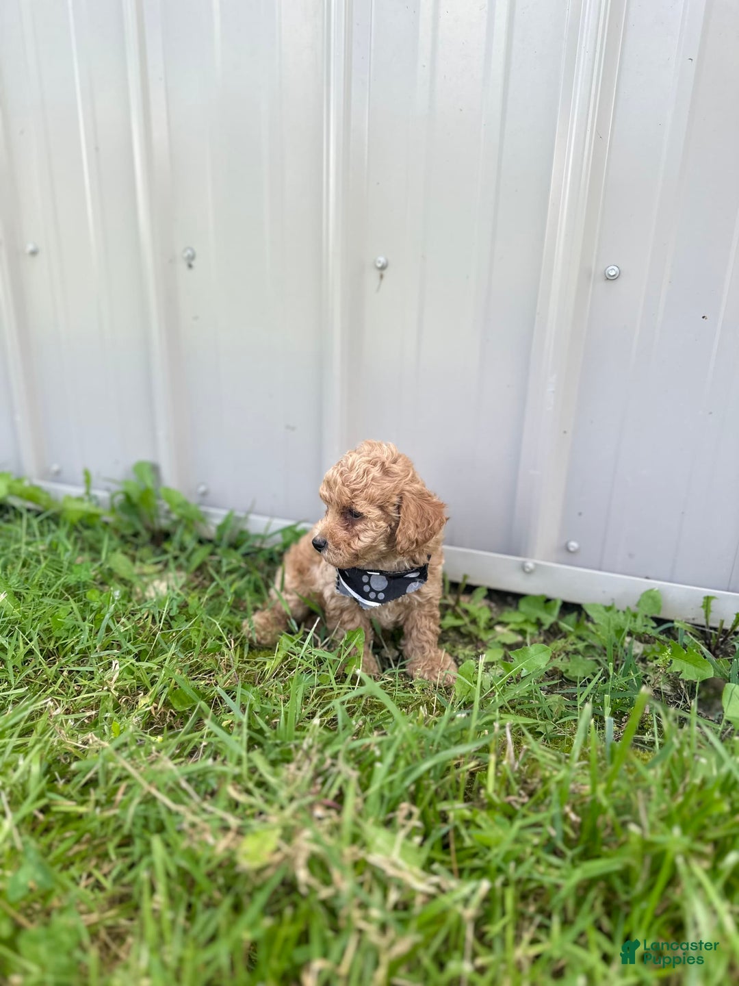 Bichpoo dogs for sale: Noah - Image 10