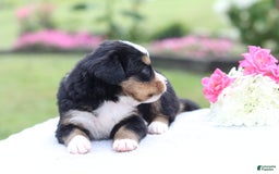 Bernese Mountain Dog dogs for sale: Phoebe AKC - Image 4