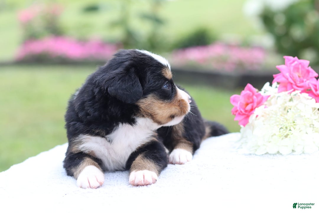 Bernese Mountain Dog dogs for sale: Phoebe AKC - Image 4