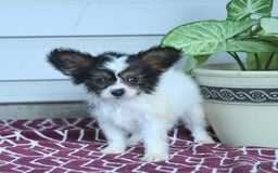 Papillon dogs for sale: Missy - Image 9
