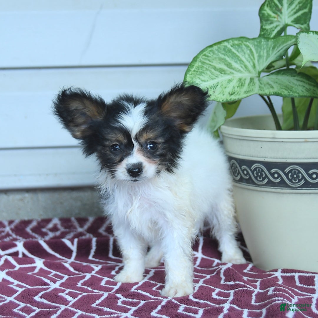 Papillon dogs for sale: Missy - Image 9