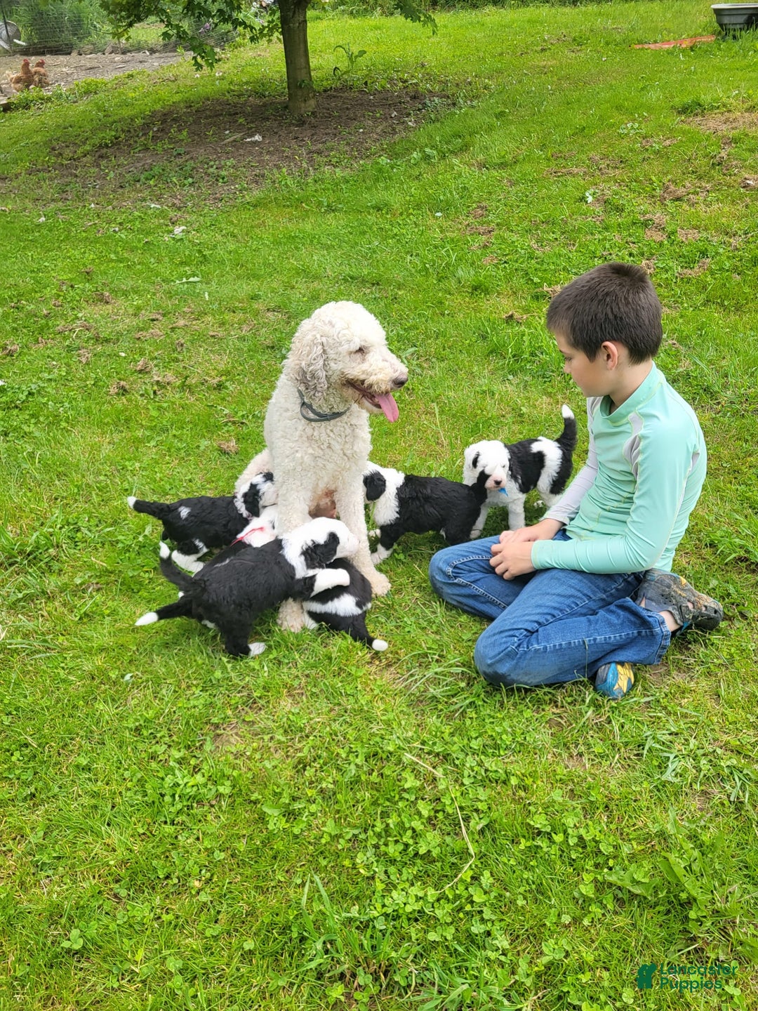 Standard Poodle dogs for sale: Cedar - Image 6