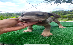 Cane Corso dogs for sale: Iccf Rare Isabella Simba - Image 7