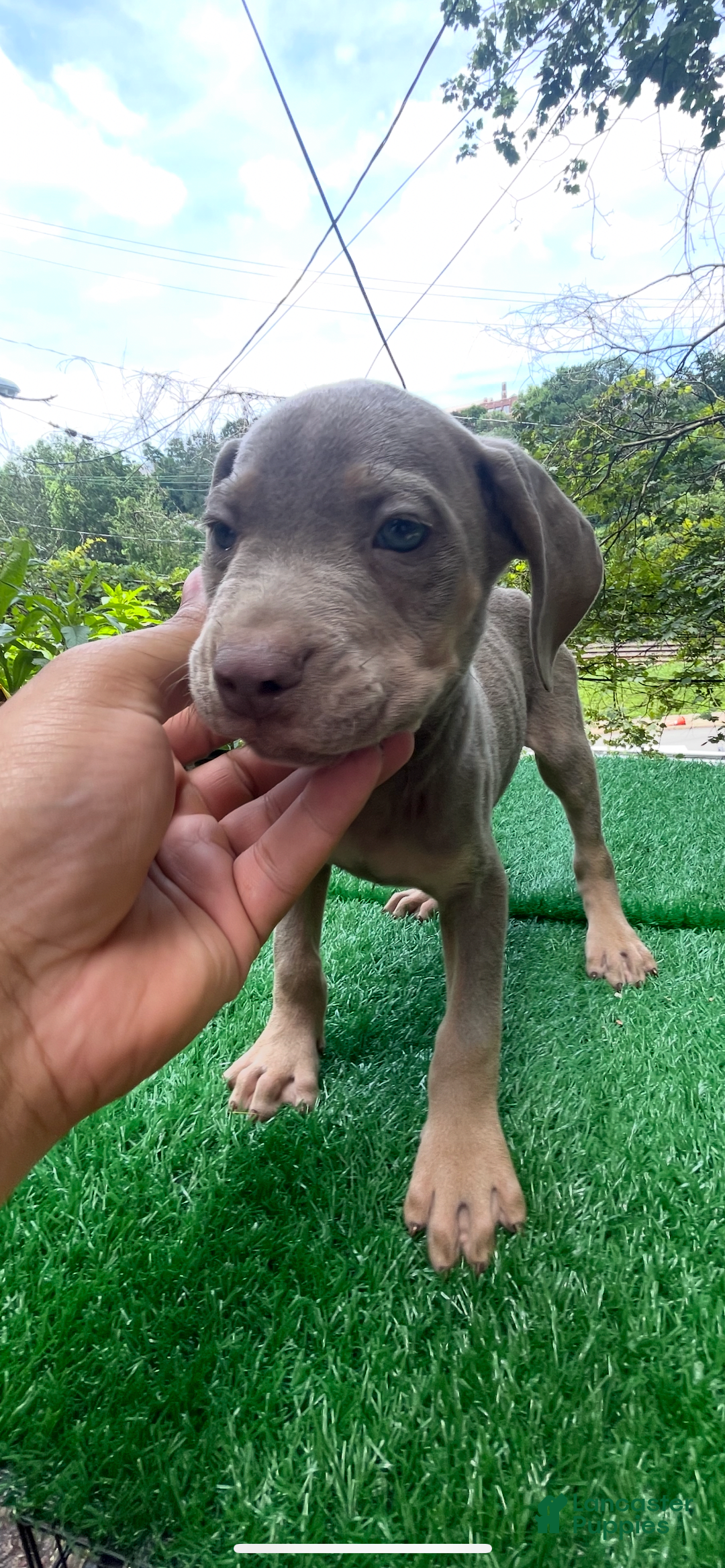 Cane Corso dogs for sale: Iccf Rare Isabella Simba - Image 7